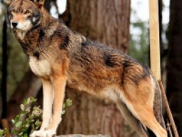 Loup rouge